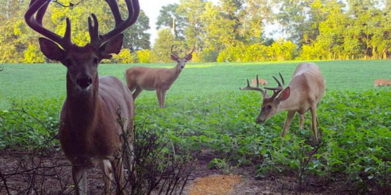 The Secret to Attracting Big Bucks to Your Trail Camera