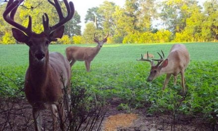 The Secret to Attracting Big Bucks to Your Trail Camera