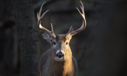 The State of Louisiana Deer