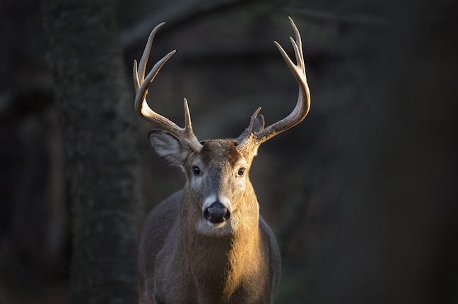 The State of Louisiana Deer