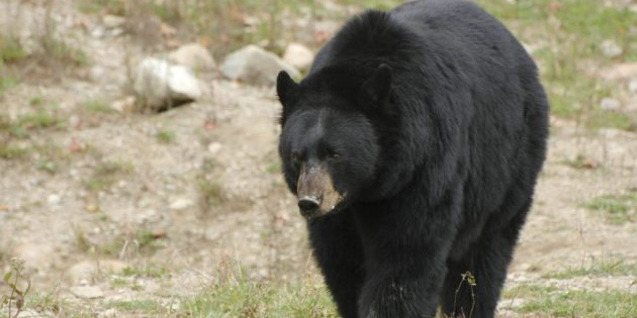 These are the 5 Biggest Black Bear Kills by Hunters in the Record Books
