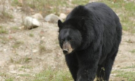 These are the 5 Biggest Black Bear Kills by Hunters in the Record Books