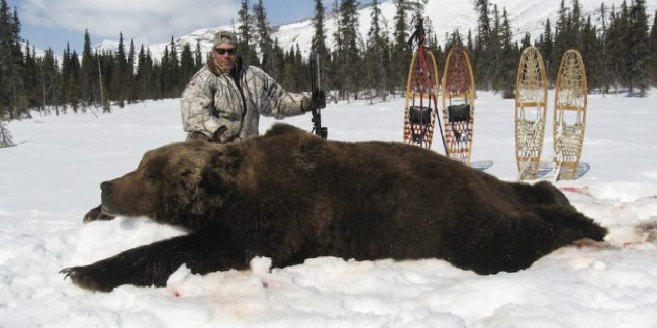 These Are The Biggest Grizzly Bear Kills In The Record Books