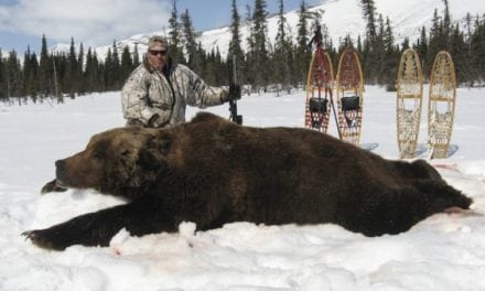 These Are The Biggest Grizzly Bear Kills In The Record Books