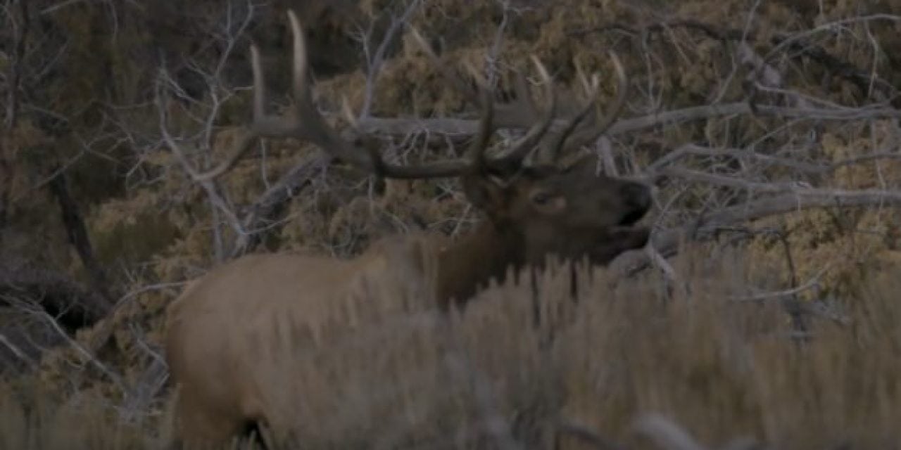 These Guys Took 2 Kids with Serious Illnesses on the Elk Hunt of a Lifetime in Idaho