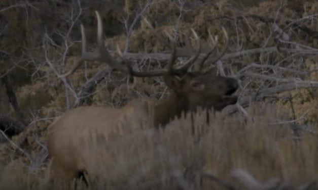 These Guys Took 2 Kids with Serious Illnesses on the Elk Hunt of a Lifetime in Idaho
