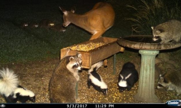 This Guy Captures The Coolest Trail Camera Pictures