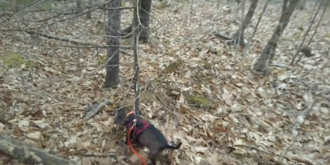 This is How Fast a Good Tracking Dog Can Find a Wounded Deer