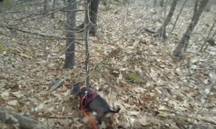 This is How Fast a Good Tracking Dog Can Find a Wounded Deer