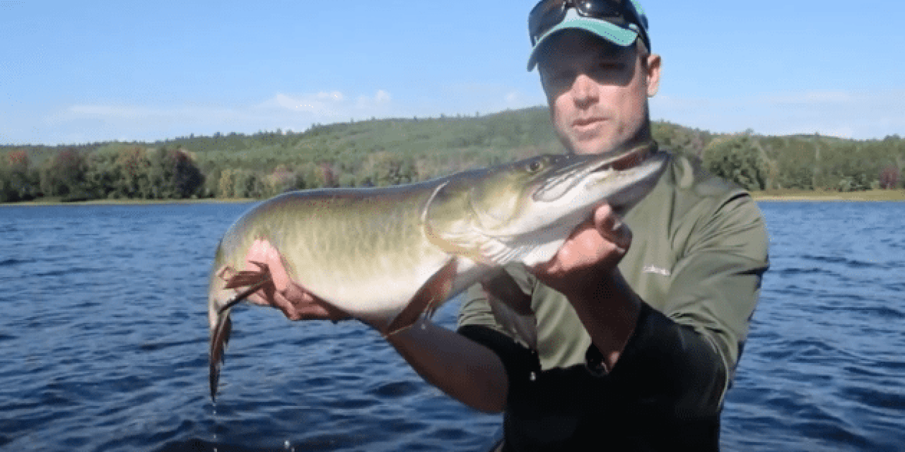 This Many Muskies on the Fly is Just Ridiculous