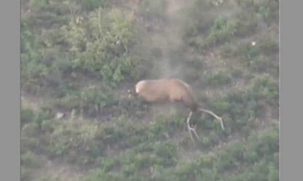 This Might Be the Most Epic Elk Tumble of All Time