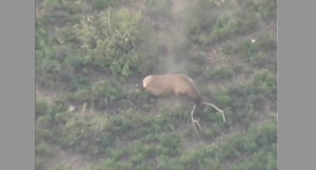 This Might Be the Most Epic Elk Tumble of All Time