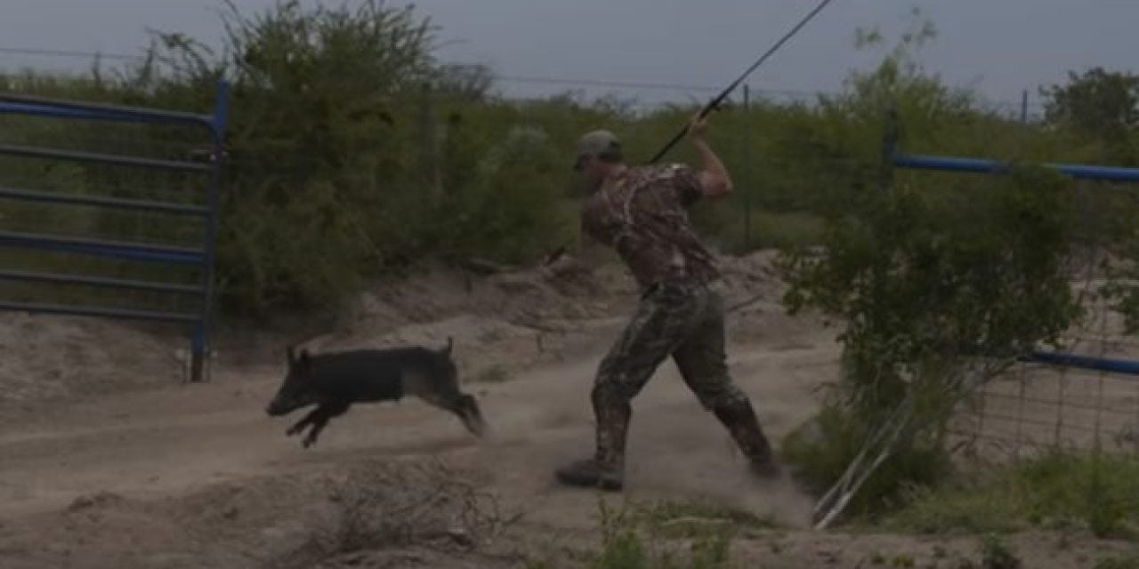 This Point-Blank Hog Hunt with a Spear is Unreal