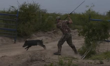 This Point-Blank Hog Hunt with a Spear is Unreal