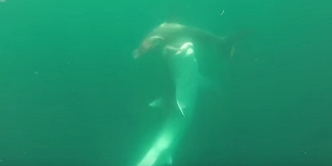 Tiger Shark vs. Hammerhead Shark (Video)