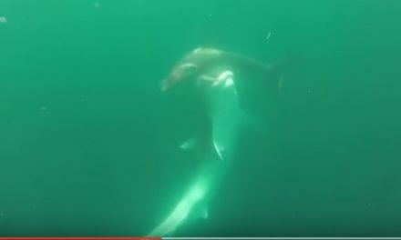 Tiger Shark vs. Hammerhead Shark (Video)