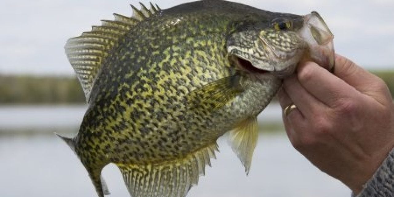Tips on where to look for while crappie fishing