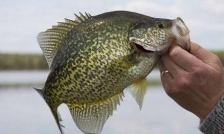 Tips on where to look for while crappie fishing