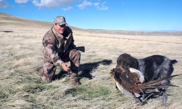 Top Desert Bird Hunts 2017