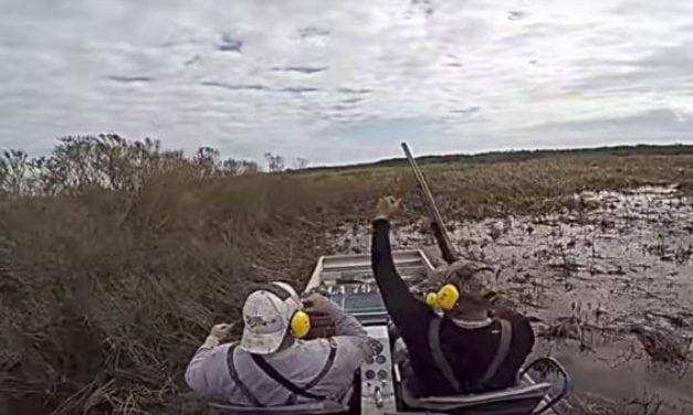 Video: Awesome Hog Hunting From an Airboat
