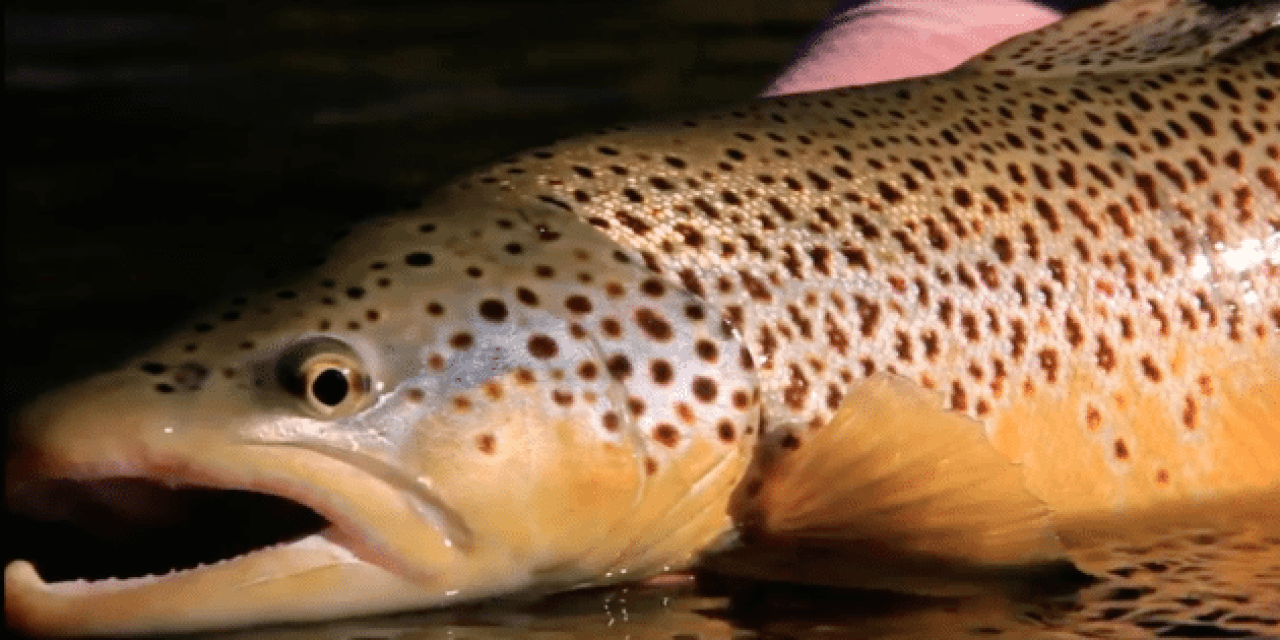 Video: Become A Master at Fishing the Terrestrial Drop