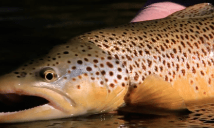 Video: Become A Master at Fishing the Terrestrial Drop