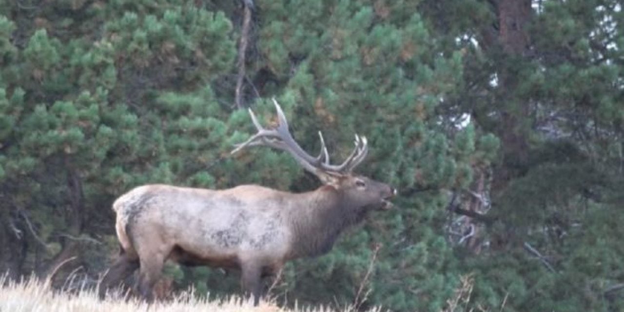 Video: Bugling Bull Elk Footage Will Get Your Trigger Finger Twitching