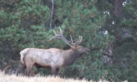 Video: Bugling Bull Elk Footage Will Get Your Trigger Finger Twitching