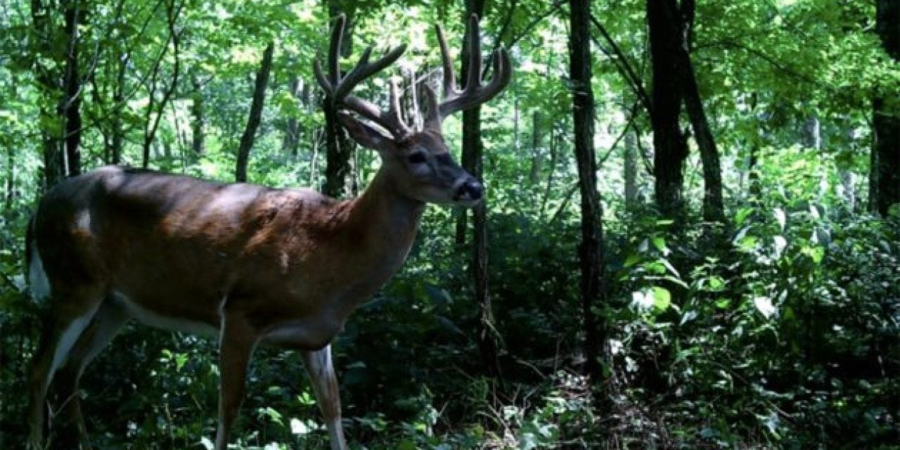 VIDEO: EHD Outbreak Hits Whitetail Deer, Here’s What You Need to Know!