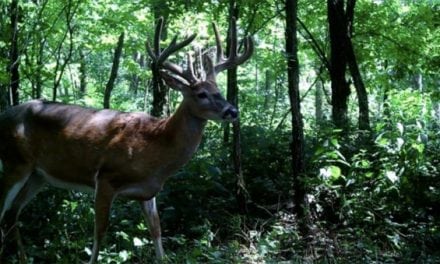 VIDEO: EHD Outbreak Hits Whitetail Deer, Here’s What You Need to Know!