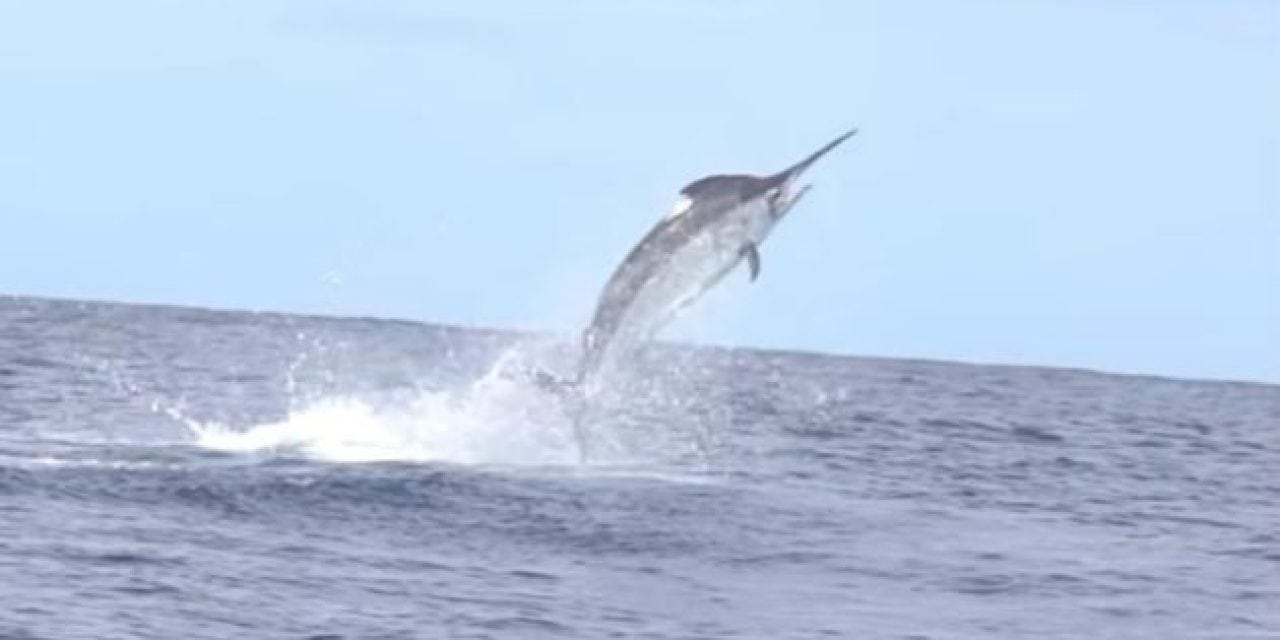 Video: Epic African Fishing Trip Ends with a Giant Marlin Surprise