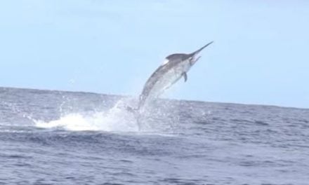 Video: Epic African Fishing Trip Ends with a Giant Marlin Surprise
