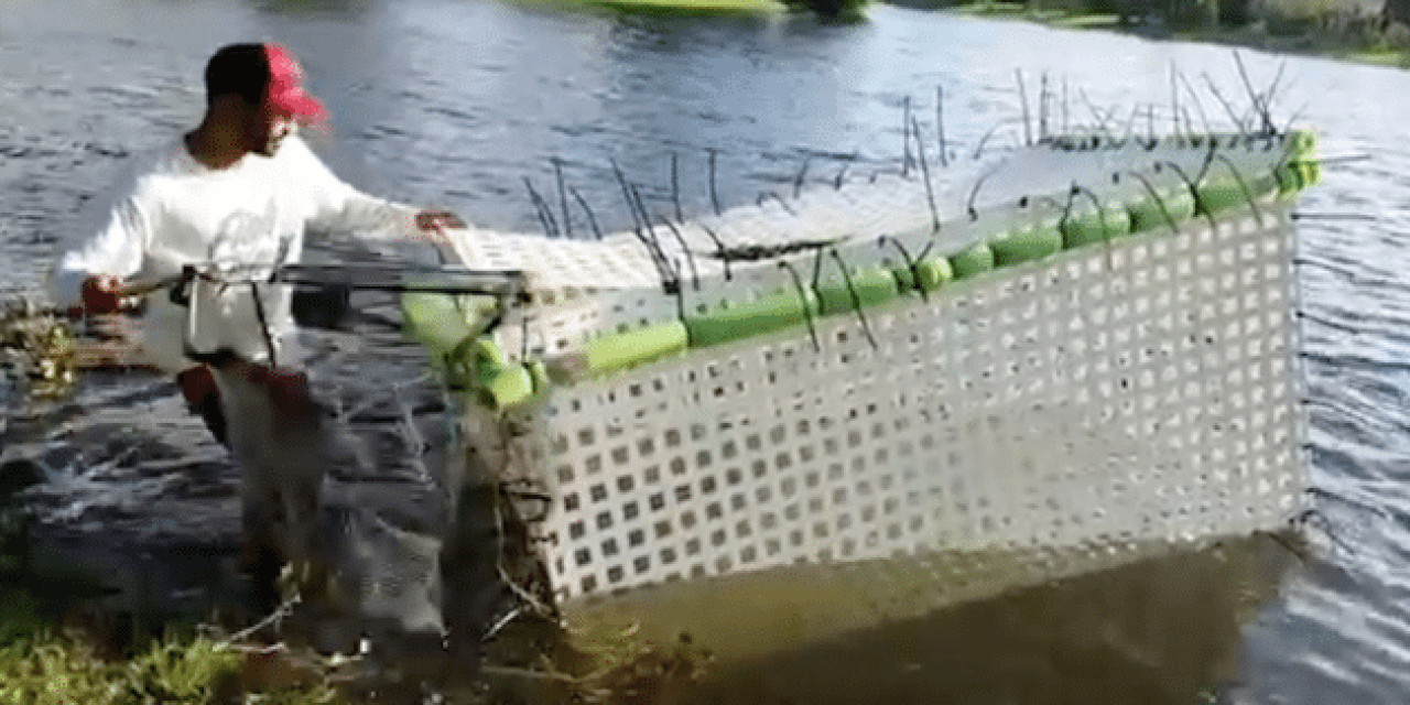 Video: Guy Puts ‘Caged’ Fish Back Into the Pond After Hurricane Irma