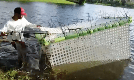 Video: Guy Puts ‘Caged’ Fish Back Into the Pond After Hurricane Irma