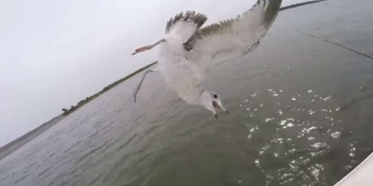 Video: Lunkers TV Accidentally Snags a Seagull Out of the Sky While Bass Fishing