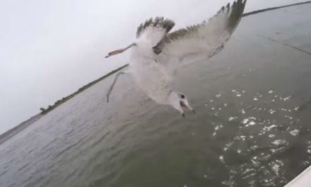 Video: Lunkers TV Accidentally Snags a Seagull Out of the Sky While Bass Fishing