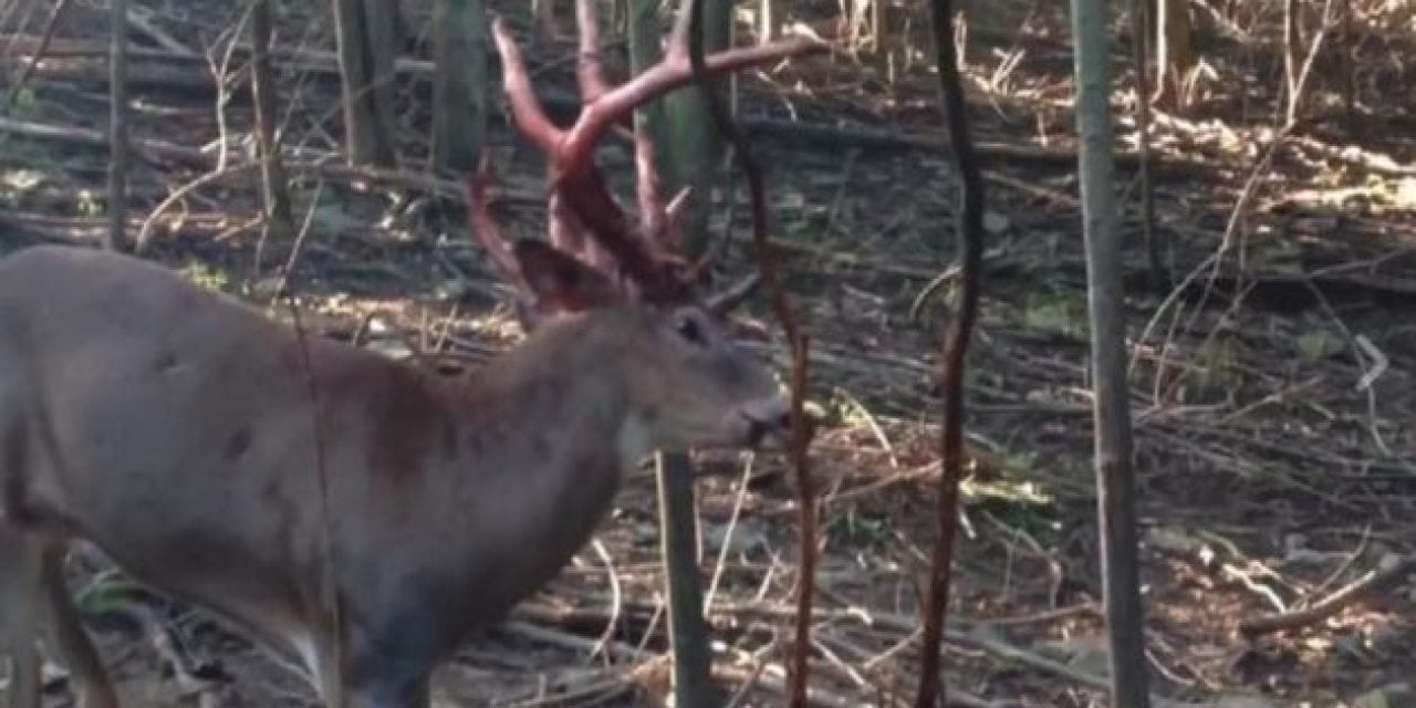 Video: Stud Whitetail Takes Out His Anger on Shedding Velvet