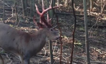 Video: Stud Whitetail Takes Out His Anger on Shedding Velvet