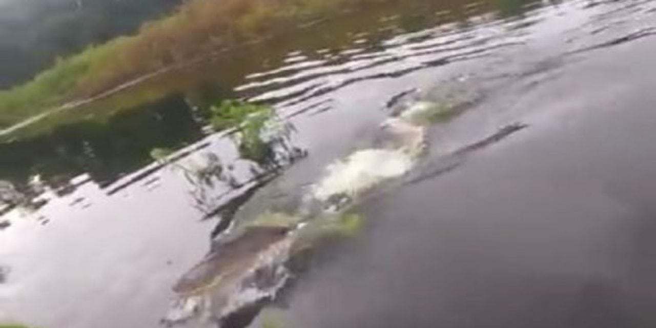 Video: This Guy Reels in a Bass Only to Get Charged By a Hungry Gator