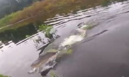 Video: This Guy Reels in a Bass Only to Get Charged By a Hungry Gator