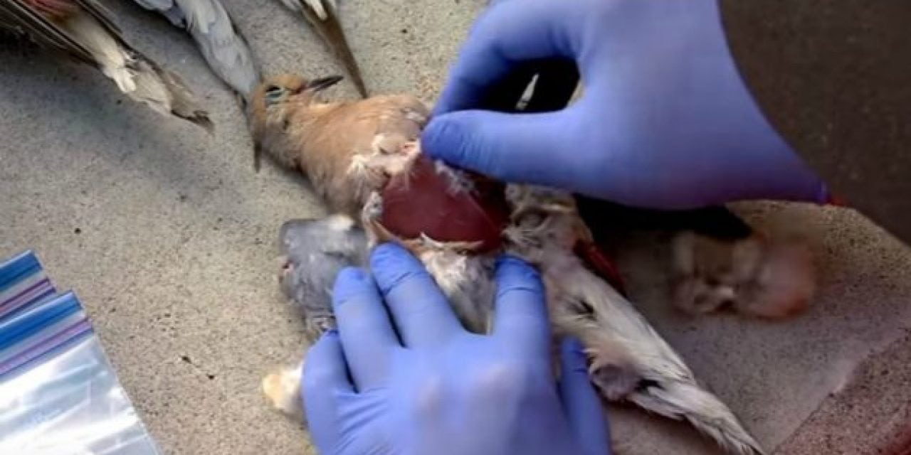 Video: Two Easy Methods to Clean Your Dove