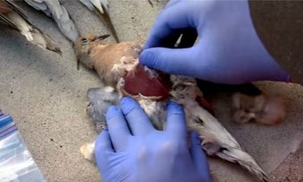 Video: Two Easy Methods to Clean Your Dove