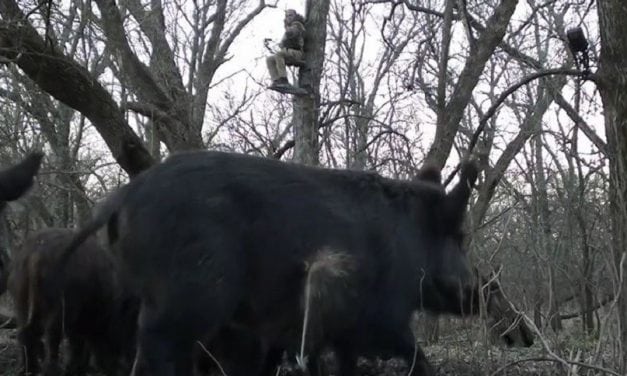 Video: Watch This Awesome Hog Hunt From a Reverse-Angle Perspective
