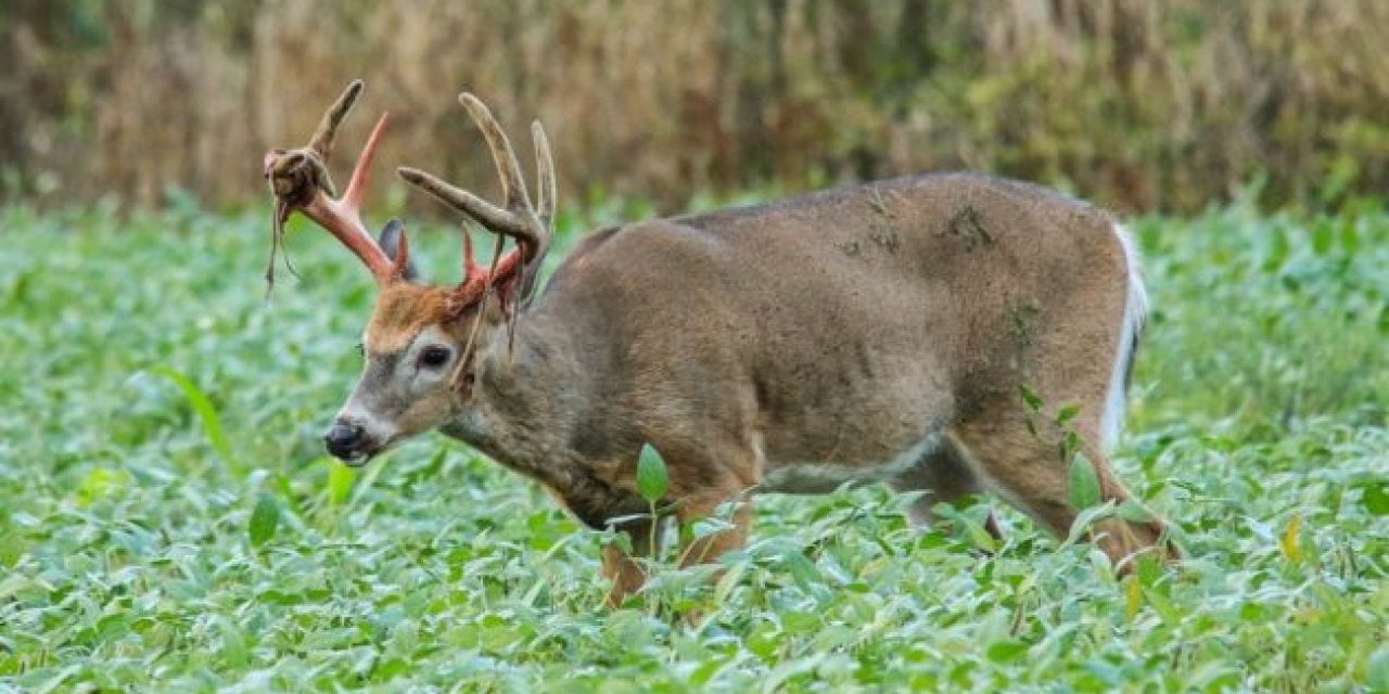 Video: Whitetail Buck Shedding His Velvet