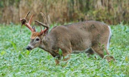 Video: Whitetail Buck Shedding His Velvet