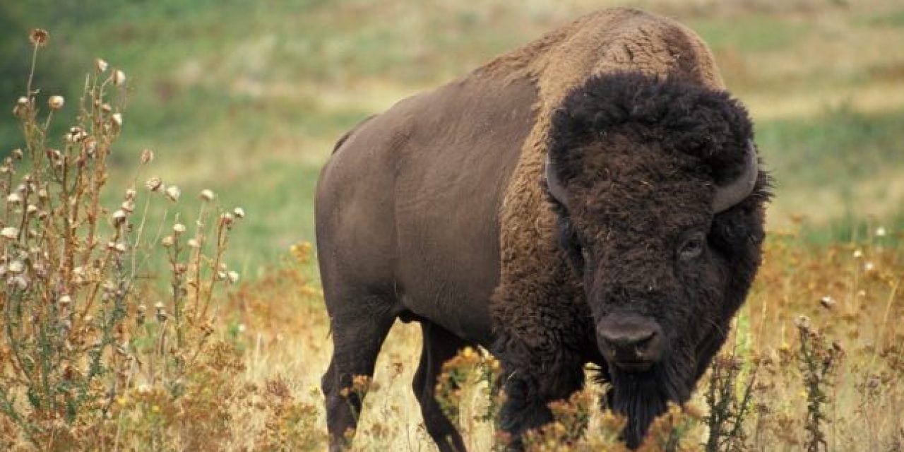 Volunteers Wanted to Thin Out Grand Canyon Bison Herd