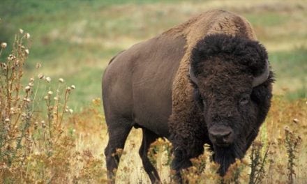 Volunteers Wanted to Thin Out Grand Canyon Bison Herd