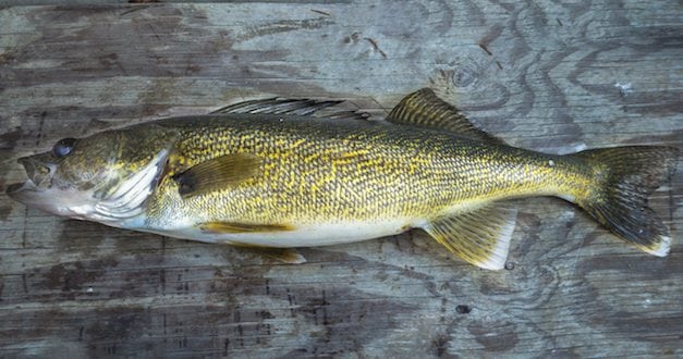 Walleyes of the October Moon