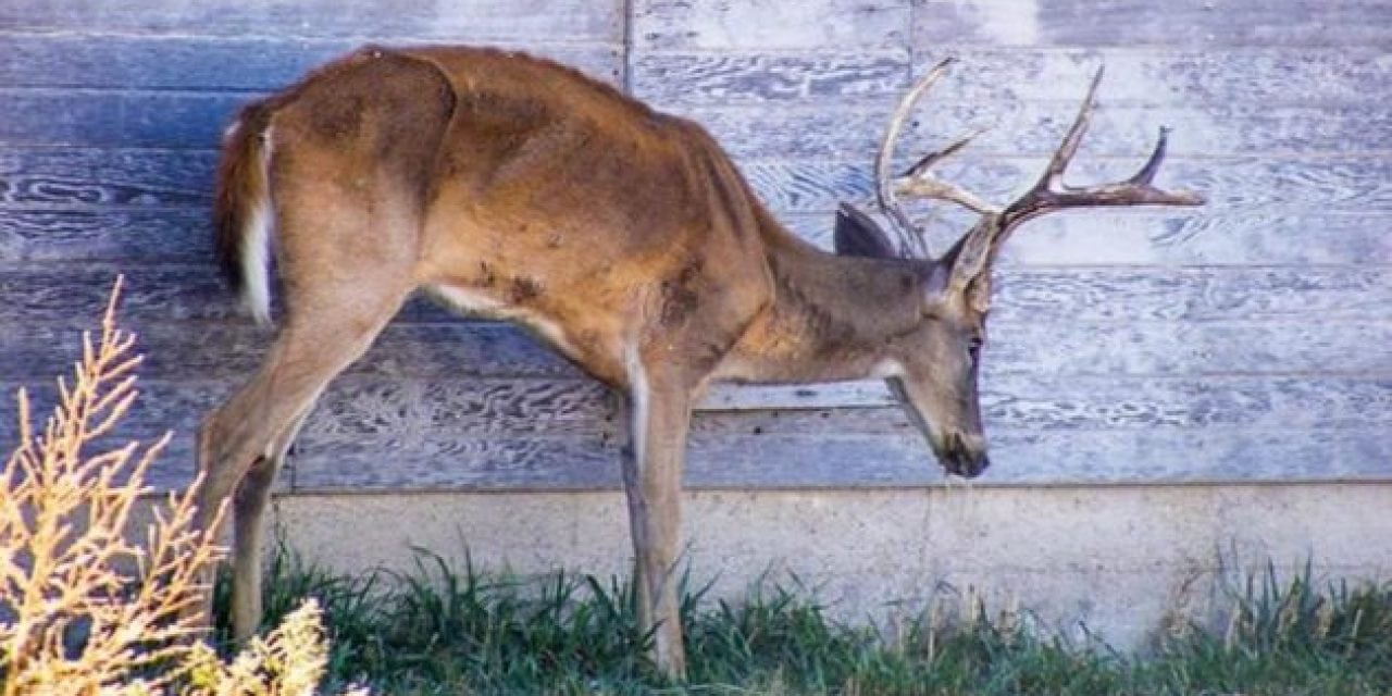 Would You Still Hunt if CWD Started to Affect Humans?