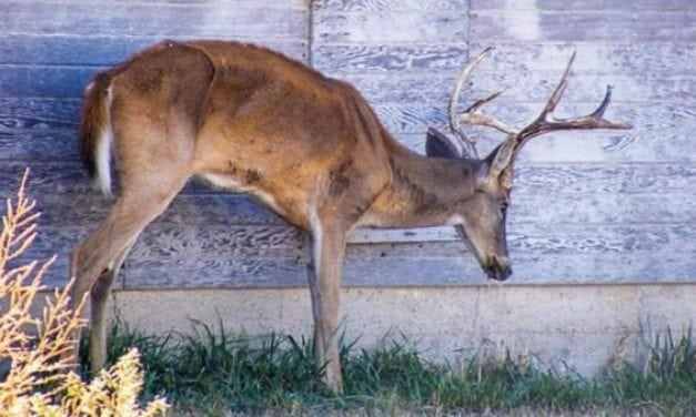 Would You Still Hunt if CWD Started to Affect Humans?